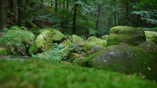 Vlci rokle in Posazavi